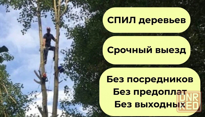 Валка деревьев Донецк - изображение 1
