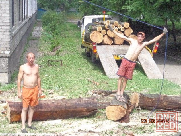 Валка деревьев Донецк - изображение 2