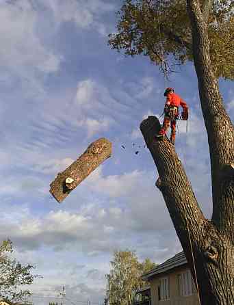 Спил дерева Донецк