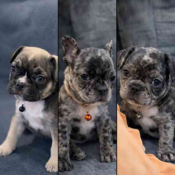 Французский бульдог, надежный друг Енакиево