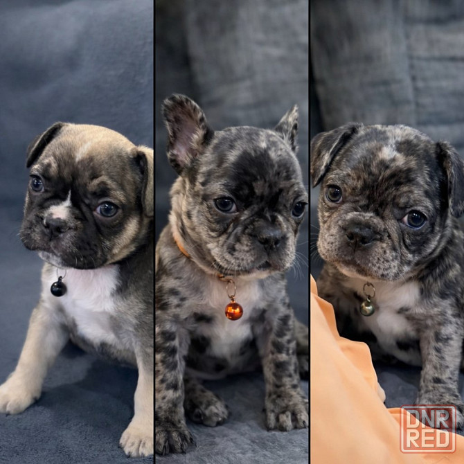 Французский бульдог, надежный друг Енакиево - изображение 1