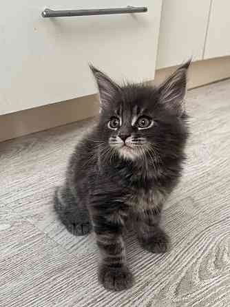 Котята Мейн-кун Донецк