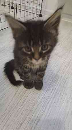 Котята Мейн-кун Донецк