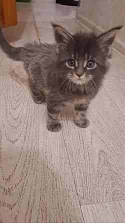 Котята Мейн-кун Донецк