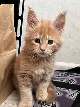 Котята Мейн-кун Донецк