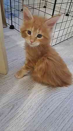 Котята Мейн-кун Донецк