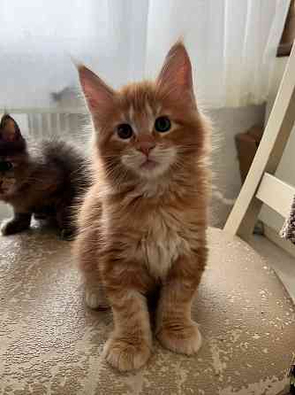 Котята Мейн-кун Донецк