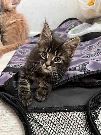 Котята Мейн-кун Донецк