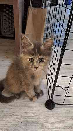 Котята Мейн-кун Донецк