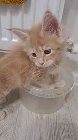 Котята Мейн-кун Донецк