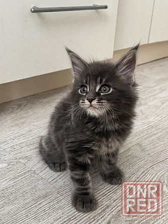 Котята Мейн-кун Донецк - изображение 3