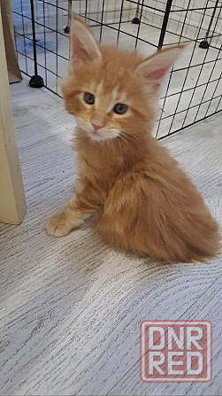 Котята Мейн-кун Донецк - изображение 3