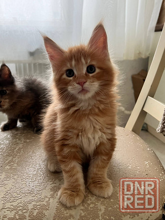 Котята Мейн-кун Донецк - изображение 1