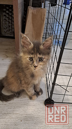 Котята Мейн-кун Донецк - изображение 4