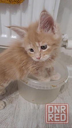 Котята Мейн-кун Донецк - изображение 4