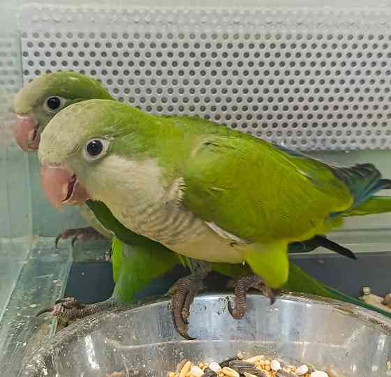 Монах калита, птенцы Донецк