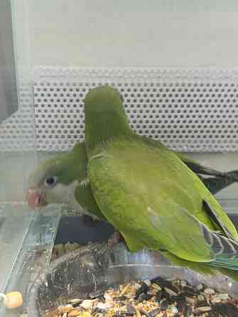 Монах калита, птенцы Донецк