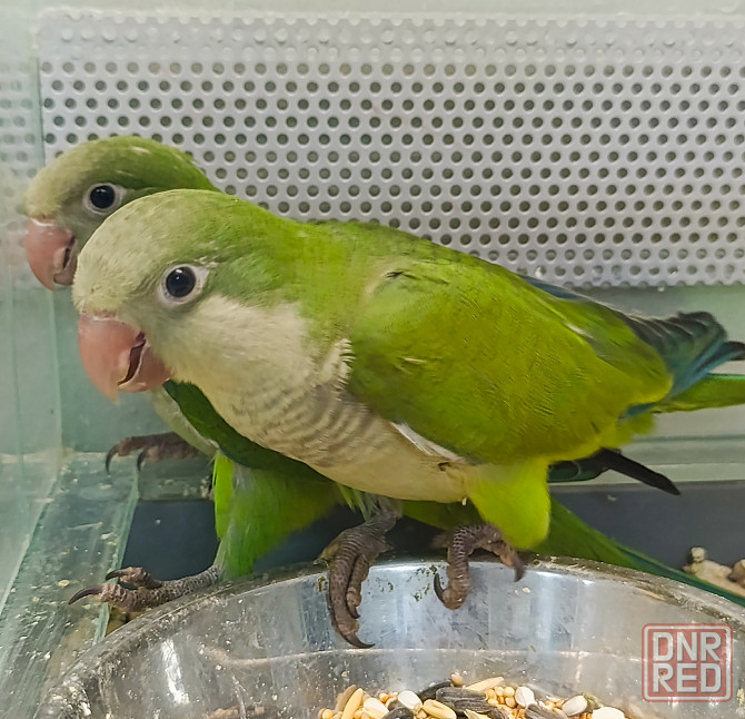 Монах калита, птенцы Донецк - изображение 1