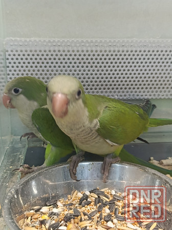 Монах калита, птенцы Донецк - изображение 2