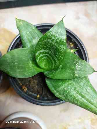 Сансевьера Ханни Донецк