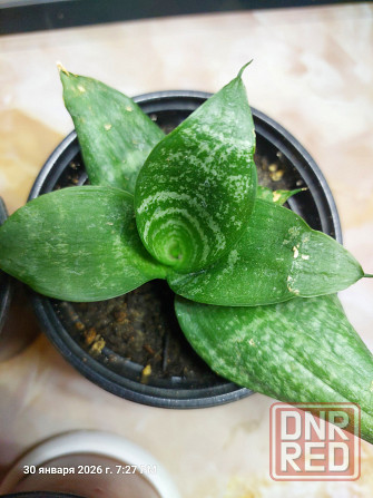 Сансевьера Ханни Донецк - изображение 2