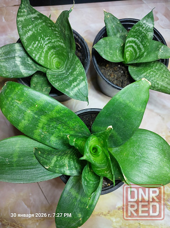 Сансевьера Ханни Донецк - изображение 1