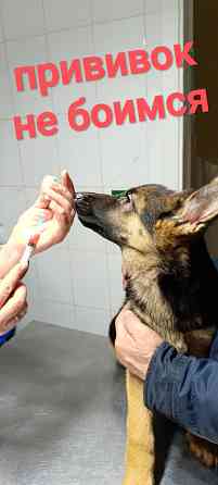 Немец привит овчарка чистокровная Макеевка