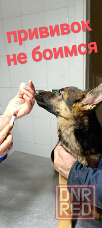 Немец привит овчарка чистокровная Макеевка - изображение 1