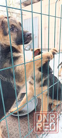 Девочка немецкая овчарка чепрачный привита Харцызск - изображение 1