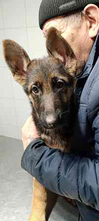 Щенок привит овчарка чистокровная немецкая Донецк