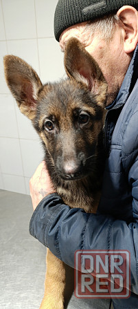 Щенок привит овчарка чистокровная немецкая Донецк - изображение 1