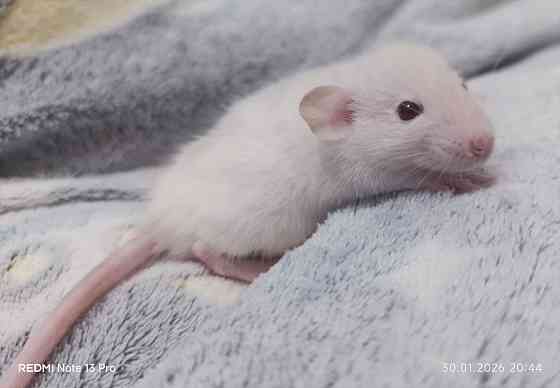 Мальчик Дамбо Макеевка