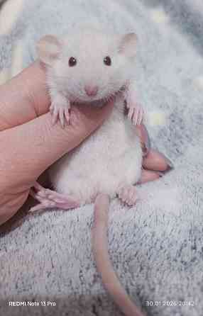 Мальчик Дамбо Макеевка