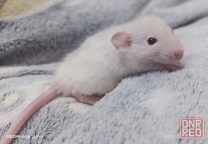 Мальчик Дамбо Макеевка - изображение 1