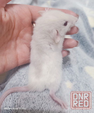 Мальчик Дамбо Макеевка - изображение 3