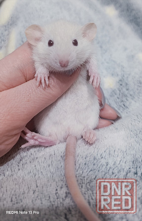 Мальчик Дамбо Макеевка - изображение 2