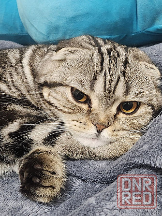 Вязка Макеевка - изображение 3