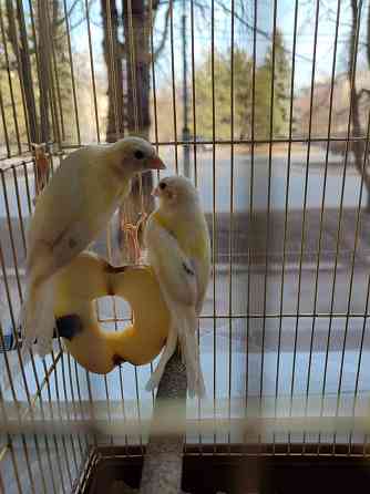 Канарейки Макеевка