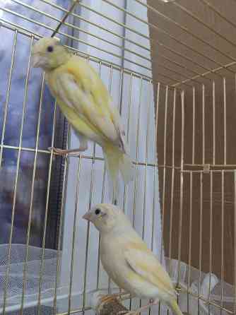 Канарейки Макеевка