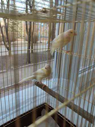 Канарейки Макеевка