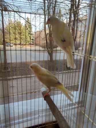 Канарейки Макеевка