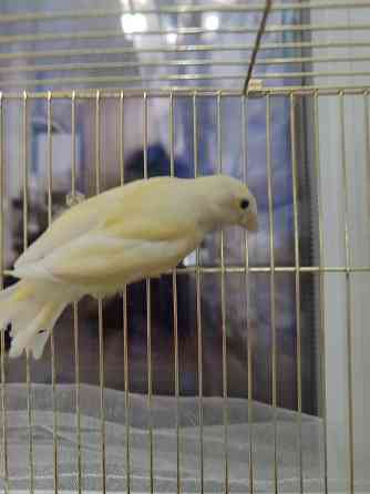 Канарейки Макеевка