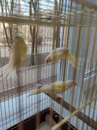 Канарейки Макеевка