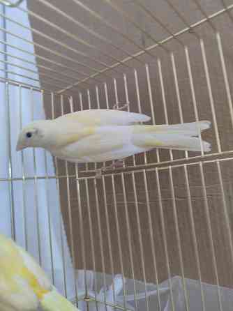 Канарейки Макеевка