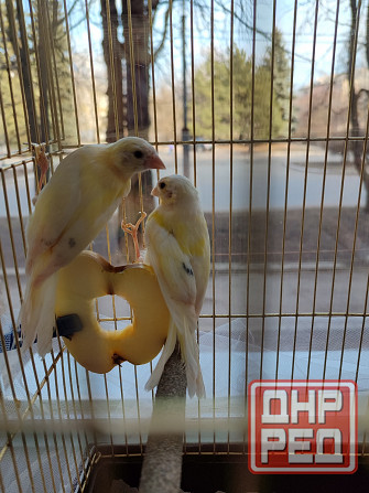 Канарейки Макеевка - изображение 2