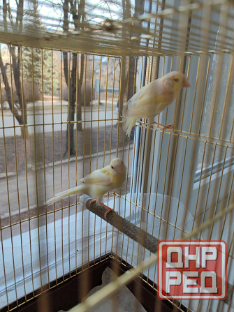 Канарейки Макеевка - изображение 5