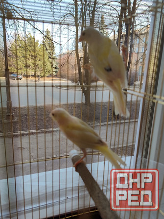 Канарейки Макеевка - изображение 4