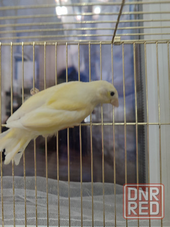 Канарейки Макеевка - изображение 3