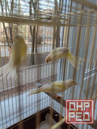 Канарейки Макеевка - изображение 3