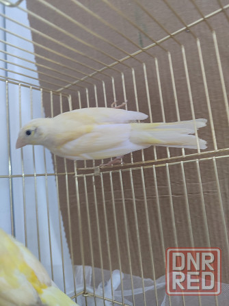 Канарейки Макеевка - изображение 2